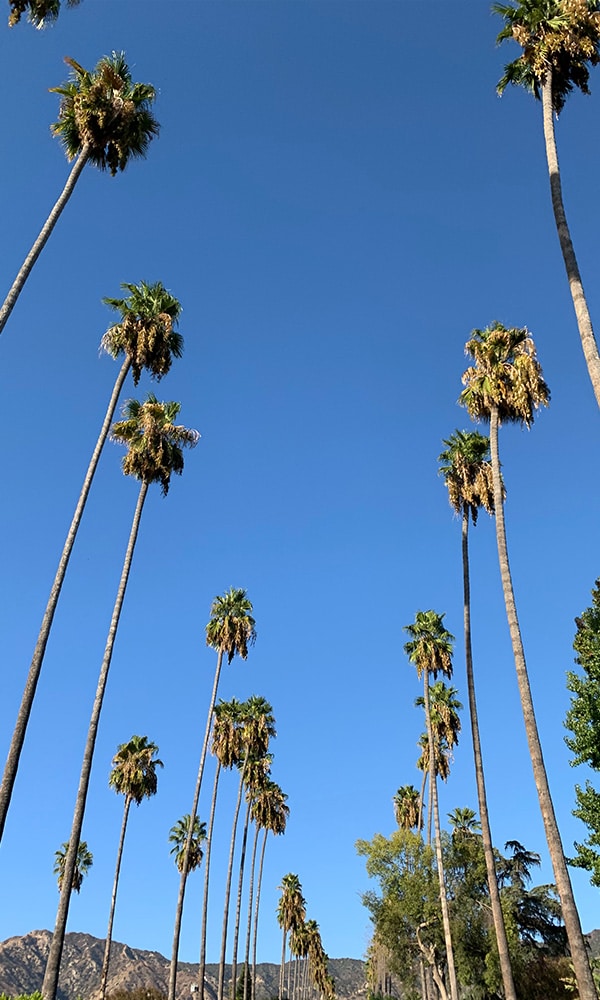 Palm Trees in Glendale California, outside of Los Angeles