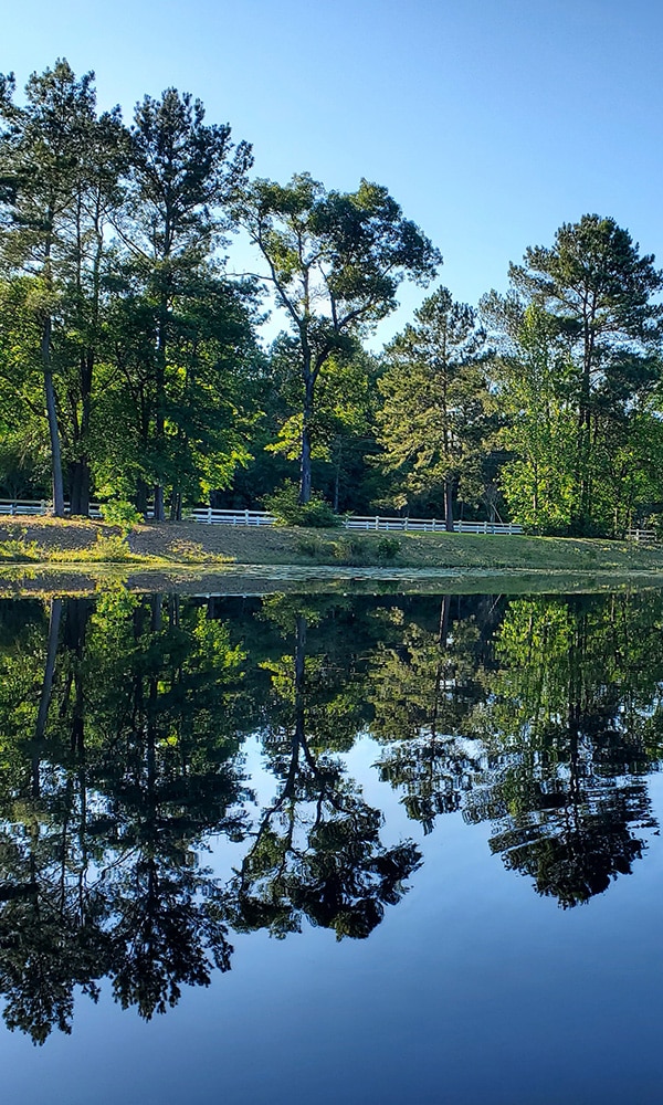 Trees reflecting off Lake Pinto, near Magnolia, Texas